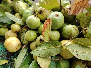 Freshly Harvested Guavas and Leaves Displaying Natural Green and Yellow Hues Ideal for Healthy Eating Concepts