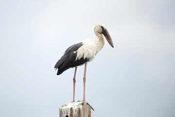The egret stands on a pole.