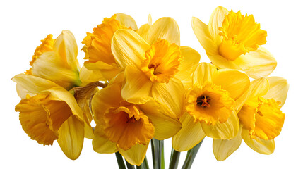 Fototapeta premium yellow daffodils isolated on white