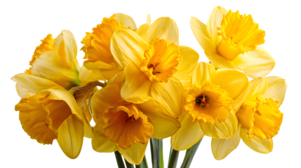 yellow daffodils isolated on white