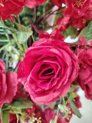 Close up Beautiful Red Rose Bouquet Arrangement with Green Leaves Floral Display Macro Photography