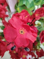 Close up of Vibrant Red Flowers with Green Foliage A Beautiful Floral Arrangement for Festive Occasions
