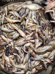 Fresh Fish Variety Abundant Catch Displayed on Metal Tray at Market for Culinary Delights