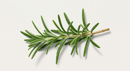 Fototapeta premium Vibrant single sprig of fresh green rosemary herb in a detailed macro shot, isolated on a simple white background for food concepts.