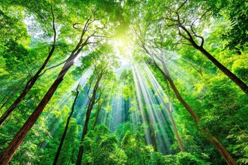 Obraz premium Lush green forest canopy, sunlight streams down