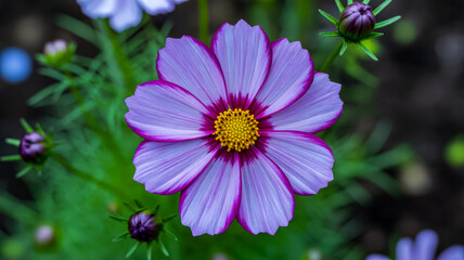 Obraz premium Purple white cosmos flower with yellow center image