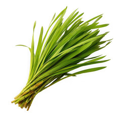 Fototapeta premium Lemon Grass, on white background