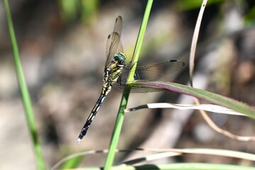 Female Common Skimmer (Orthetrum albistylum speciosum). Odonata libellulidae. The female's body is yellow with black spots, and its compound eyes are green.