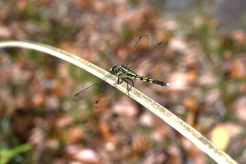 Female Common Skimmer (Orthetrum albistylum speciosum). Odonata libellulidae. The female's body is yellow with black spots, and its compound eyes are green.