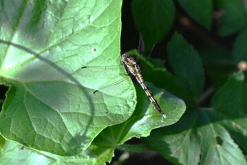 Female Common Skimmer (Orthetrum albistylum speciosum). Odonata libellulidae. The female's body is yellow with black spots, and its compound eyes are green.