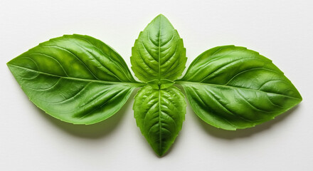 Fototapeta premium Vibrant Green Basil Leaves Arranged on a White Background, Perfect for Culinary, Herbal, and Healthy Food Concepts and Recipes