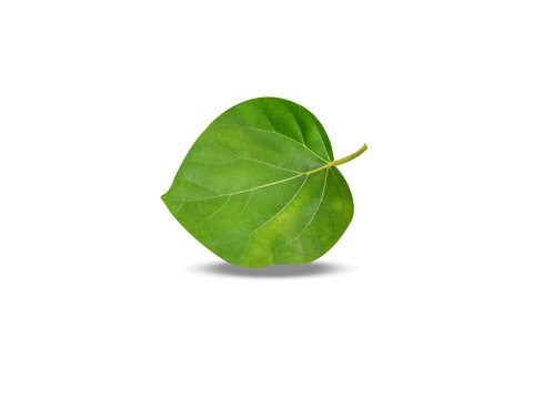 Cordia dichotoma or fragrant manjack green leaf isolated on a white background