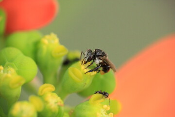 Stingless bee, Australian native bee, Tetragonula carbonaria