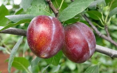 Fresh ripe plums hanging on a branch with green leaves in a natural garden setting