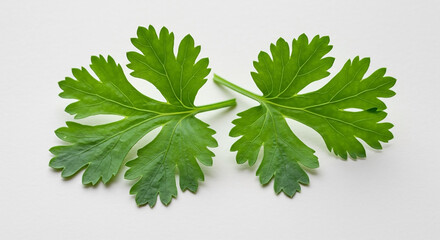 A pair of vibrant green coriander leaves on a clean white background. This detailed close-up highlights the fresh cilantro herb for culinary concepts.