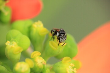 Stingless bee, Australian native bee, Tetragonula carbonaria