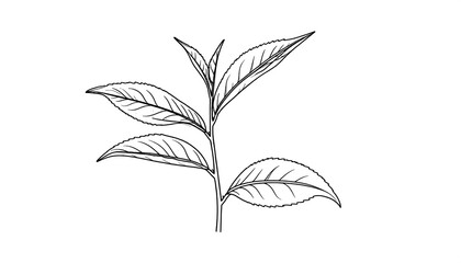 Detailed Black and White Line Art of Tea Plant Leaves and Stem