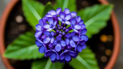 Vivid purple flower cluster green leaves blue flower