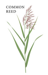 Fototapeta premium Common reed is Marsh and Wetland plant