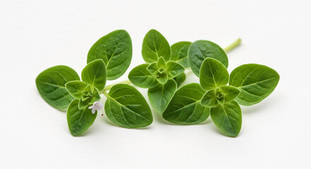 A vibrant macro photograph of fresh oregano sprigs with tender green leaves, isolated on a pristine white background for culinary and wellness concepts.