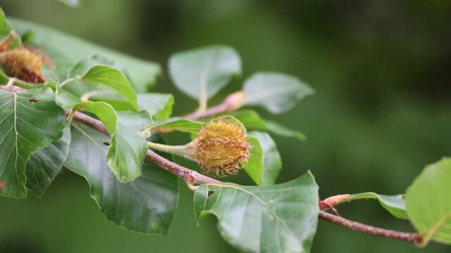 Close-up: Beechnuts in their prickly shell