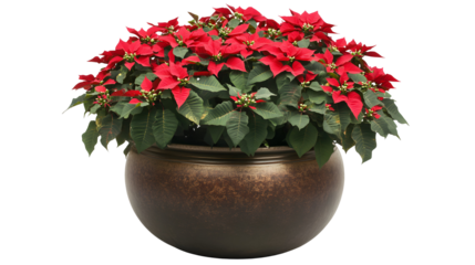 Vibrant red poinsettia plant arrangement in a dark bronze pot, isolated on a white background for festive holiday decor
