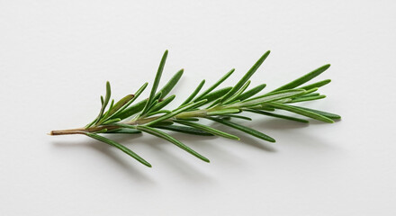 Fototapeta premium Detailed macro photograph of a fresh rosemary sprig with fragrant green leaves, an aromatic herb isolated on a plain white background for culinary concepts.