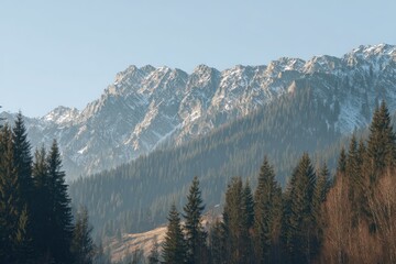 Fototapeta premium Snowy mountain range with pine forest