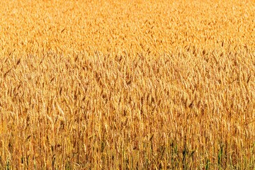 Golden wheat field stretching horizontally