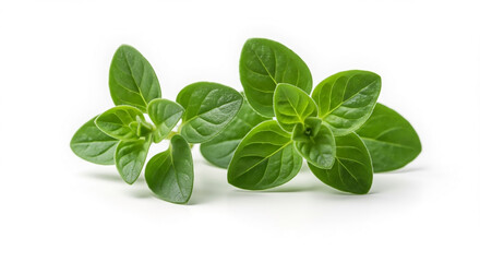 Fresh green oregano sprigs isolated on a white background. Aromatic culinary herb for healthy cooking and garnishing.