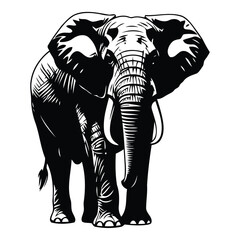 Engraved Style Elephant Front View animal wildlife