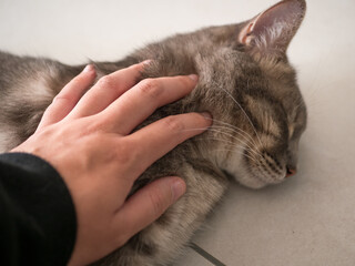 Tendresse et caresse gros plan main et chat