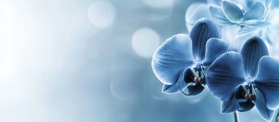 Dreamy blue orchids with bokeh lights creating a serene and elegant ambiance