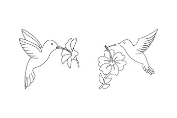 Fototapeta premium Hummingbirds feeding on hibiscus flowers nectar