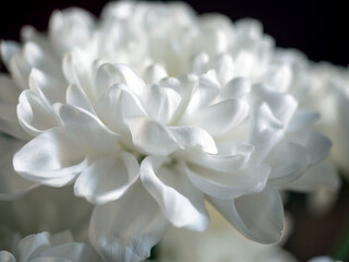 delicate white fragile chrysanthemum petals on a blurred background