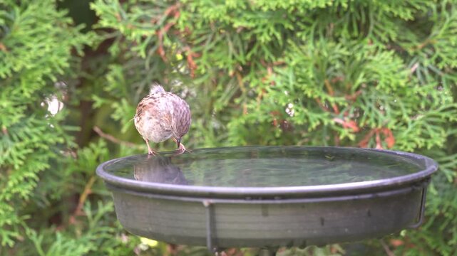 young dunnock in the garden
