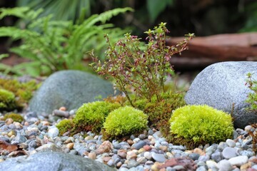 Moss garden with rocks and plants