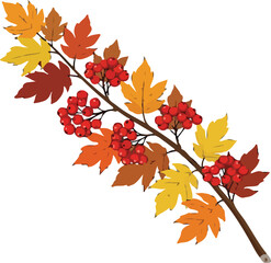 Fototapeta premium A branch with autumn leaves and red berries on white background