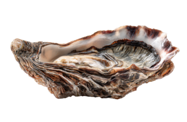 Single oyster shell, close-up view