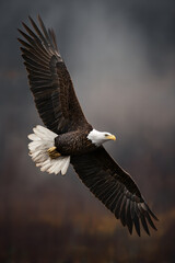 Fototapeta premium Majestic Bald Eagle Soaring High Above the Skies: A Symbol of Freedom and Strength in Its Natural Habitat