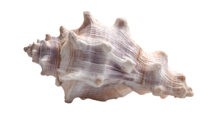 sea shell isolated on white