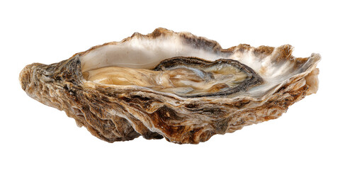 Single oyster shell, open, showing interior