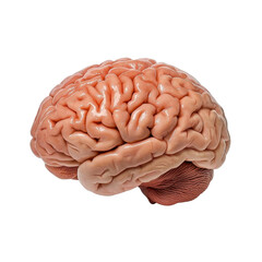 Realistic human brain anatomy model showcasing intricate folds, grooves, and structures for educational and medical purposes in high resolution and clarity.transparent background