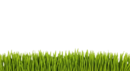 Fresh green grass turf isolated PNG with Transparent Background