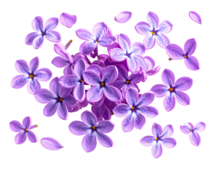 A cluster of vibrant lilac flowers with individual petals floating around, isolated  