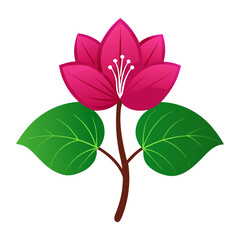 eastern redbud  flower vector on white background 