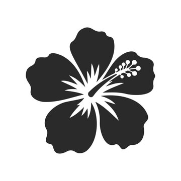 Black hibiscus flower silhouette on white background