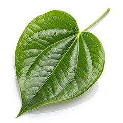 Obraz premium Fresh green Piper betel leaf isolated on a white background.