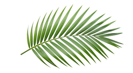 Lush Green Palm Frond Isolated On Black