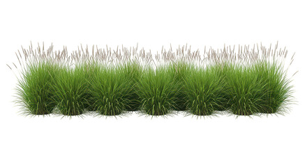 Lush Green Ornamental Grass Border